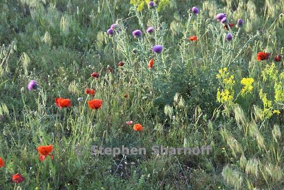 flowers and grasses graphic